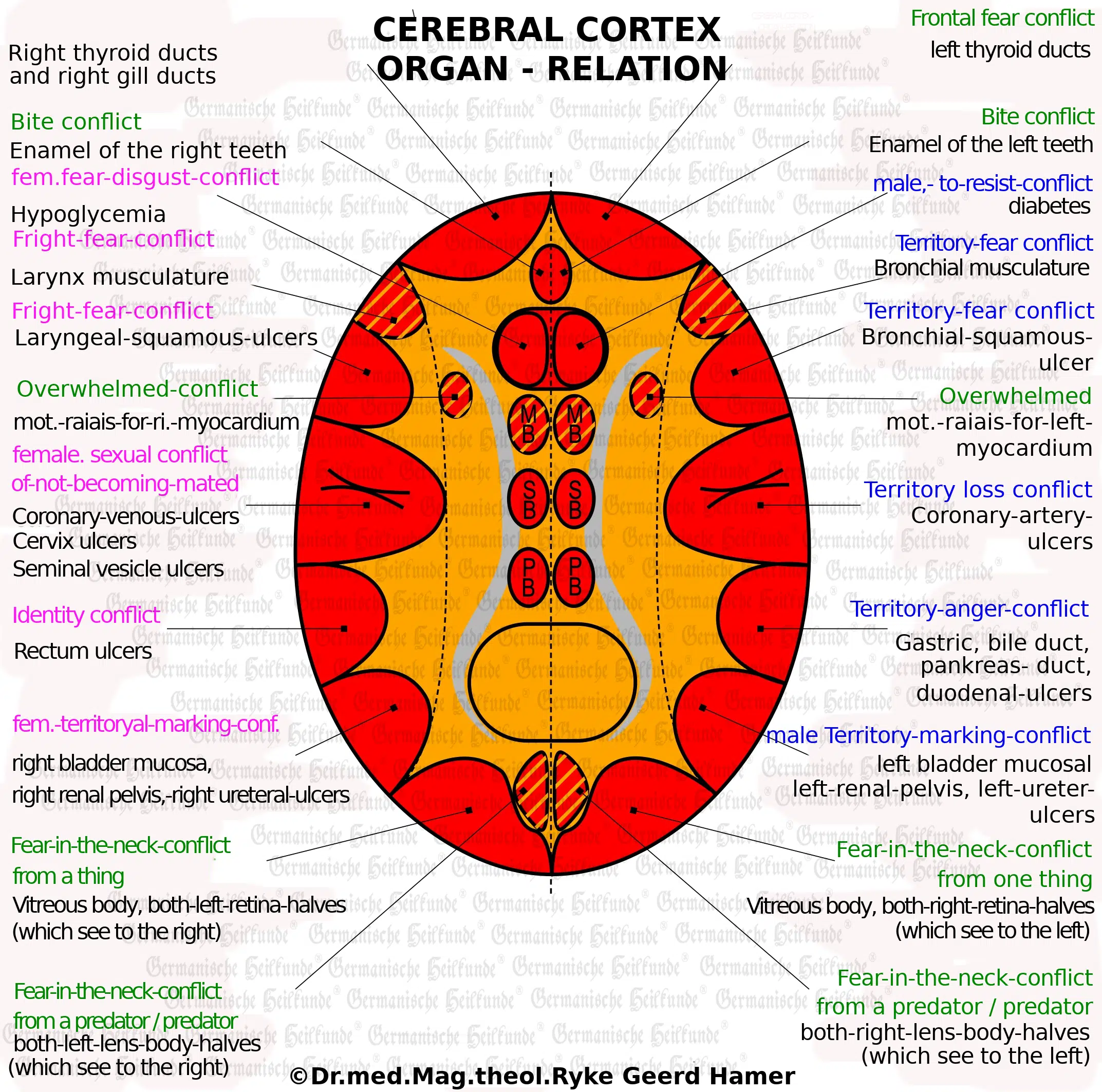 Cerebral Cortex