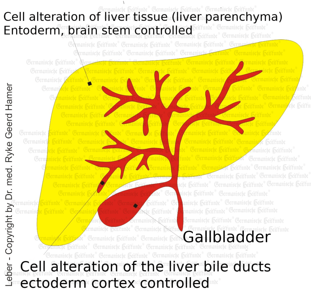 Liver, Gallbladder + Bile Ducts - Organ Graphic