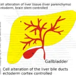 Liver, Gallbladder + Bile Ducts - Organ Graphic