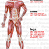 Muscle System Organ Graphic