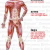 Muscle System Organ Graphic Muscle System Organ Graphic