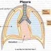 Pleura organ graphic
