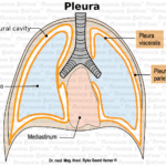 Pleura organ graphic
