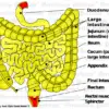 Graphic organ Intestine Graphic organ Intestine