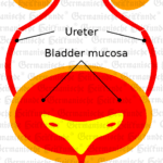 Urinary tract