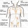 Lymphatic System Organ Graphic