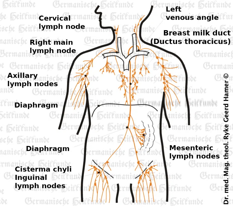 Lymphatic System Organ Graphic