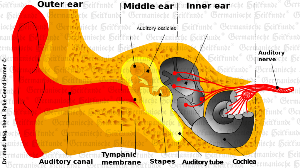 Graphic Middle Ear