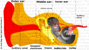 Graphic Middle Ear