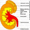 Kidney Organ Graphic