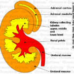 Kidney Organ Graphic