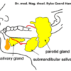 Mouth Areas, Parotid Gland Organ Graphic
