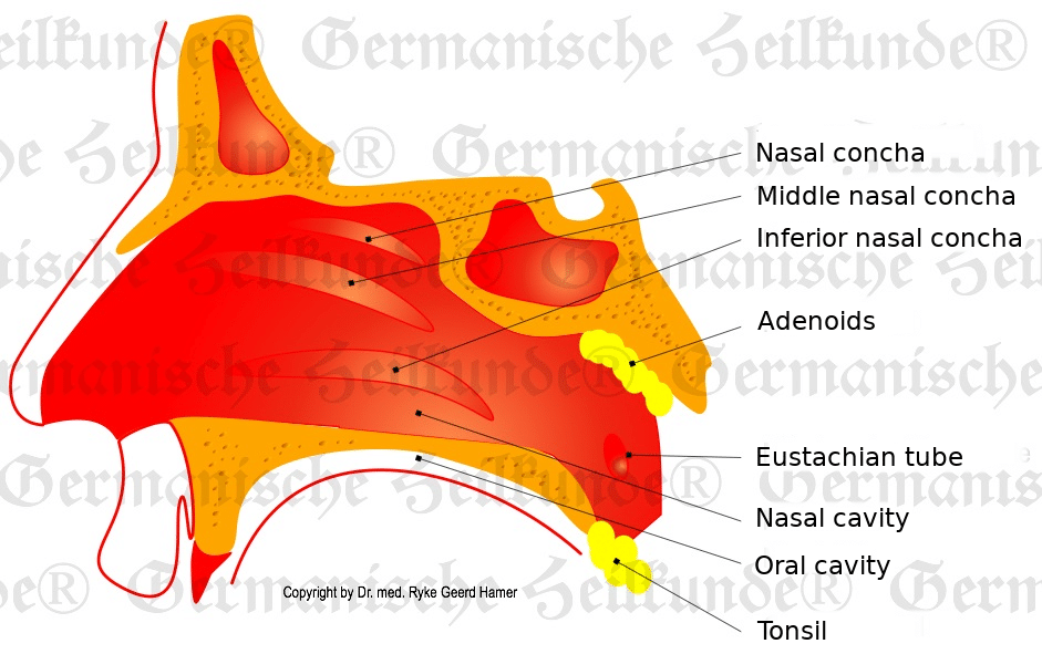 Nose Organ Graphic