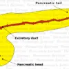 graphic organ pancreas graphic organ pancreas