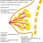 Breast Organ Graphic