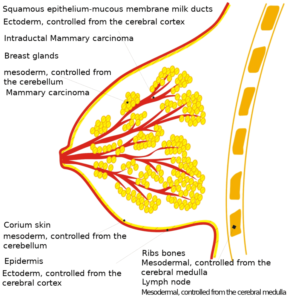 Breast Organ Graphic