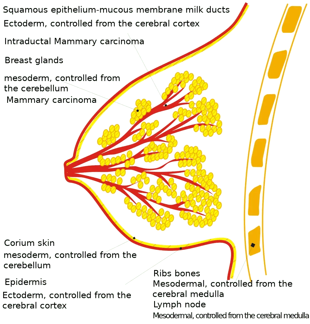 Breast Organ Graphic
