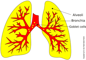  Lungs - Bronchi - Alveoli 