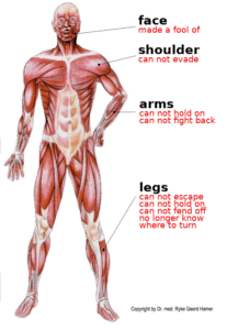 musculature system