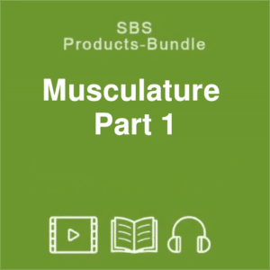 product bundle musculature part 1