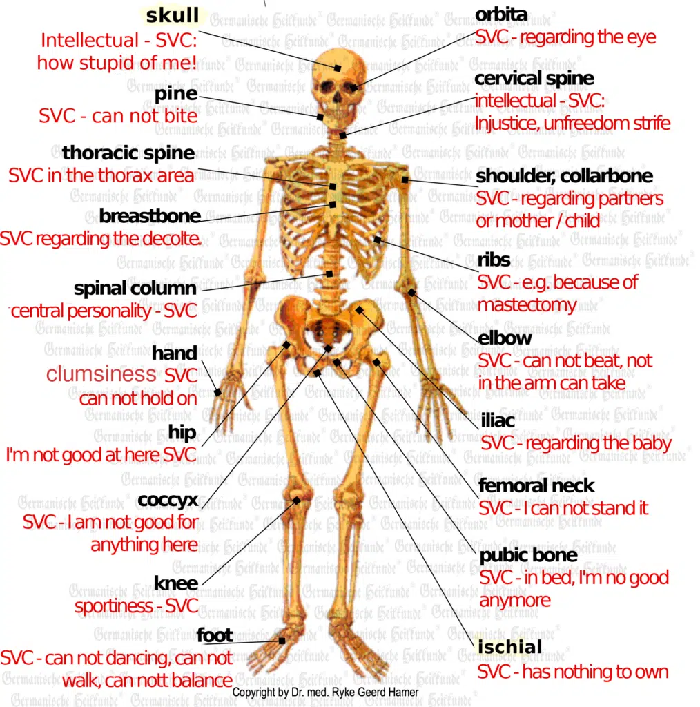 Bone Organ Graphic