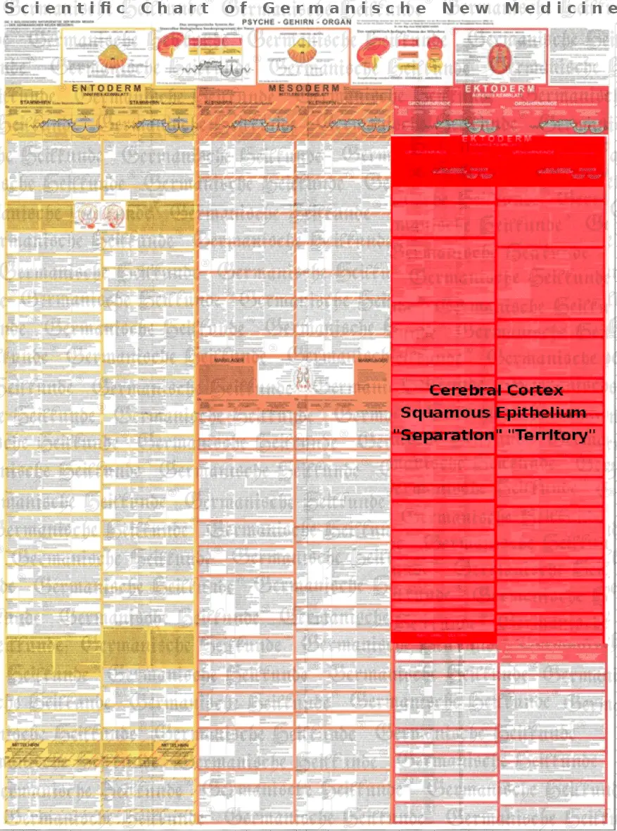 Ektoderm – diagnostic chart cerebral cortex Ektoderm - diagnostic chart cerebral cortex