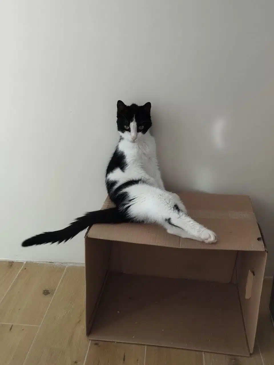 Cat Gosha - morsel conflict